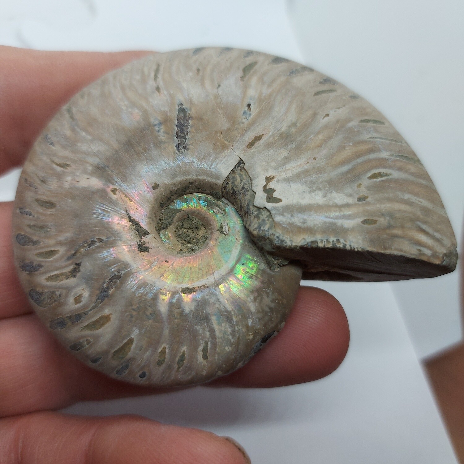 Ammonite