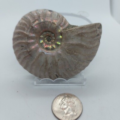 Ammonite