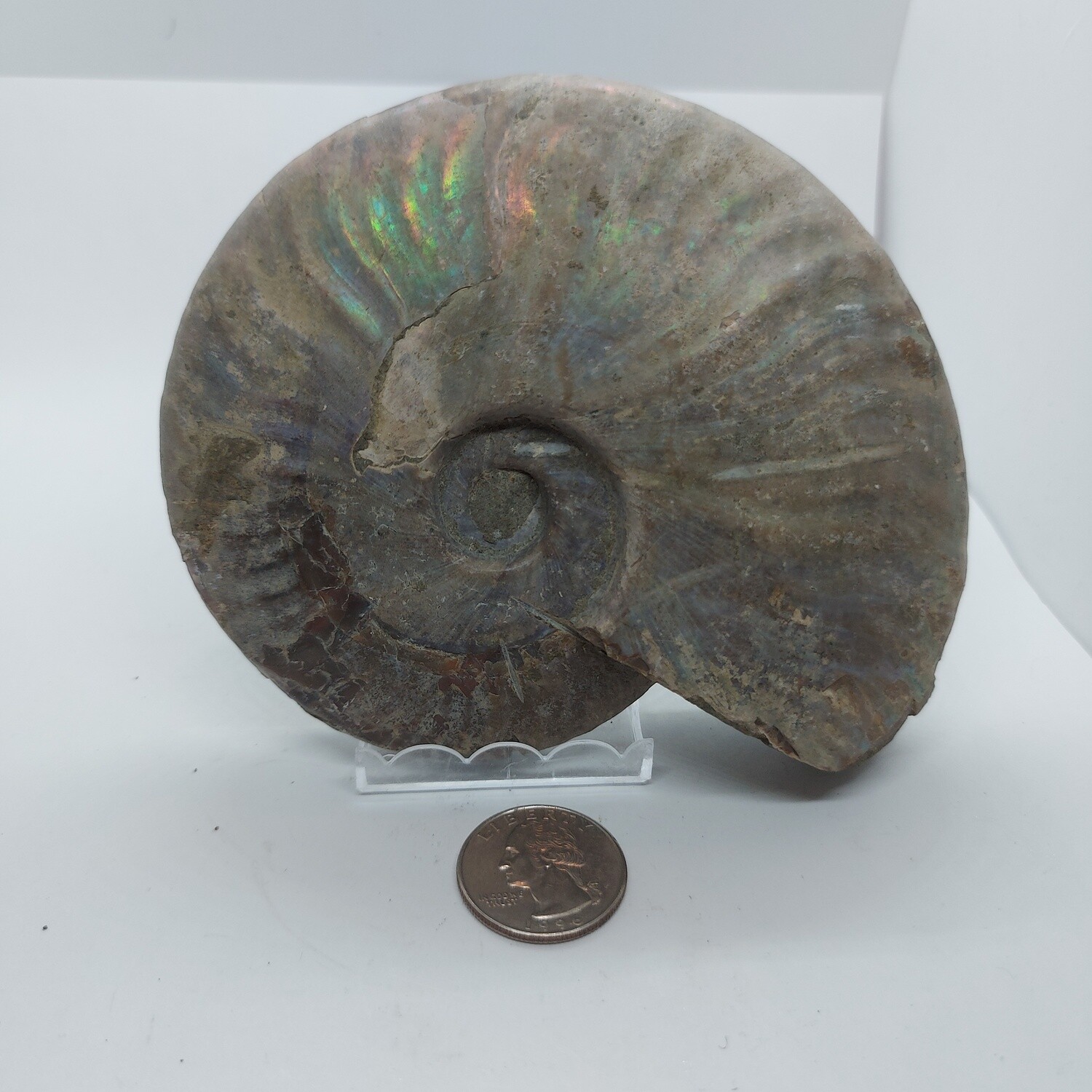 Ammonite