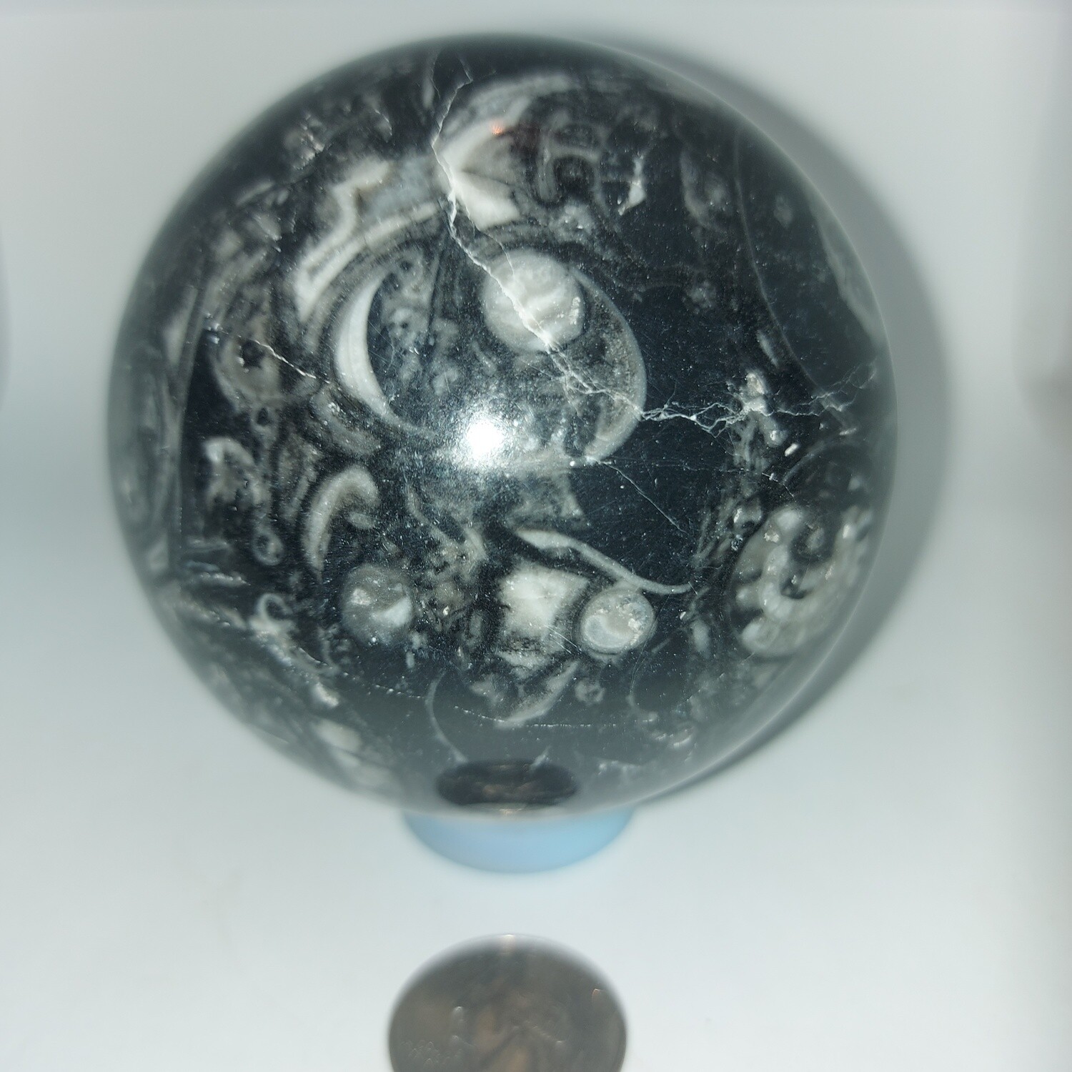 Ammonite Fossil Sphere