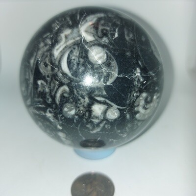 Ammonite Fossil Sphere
