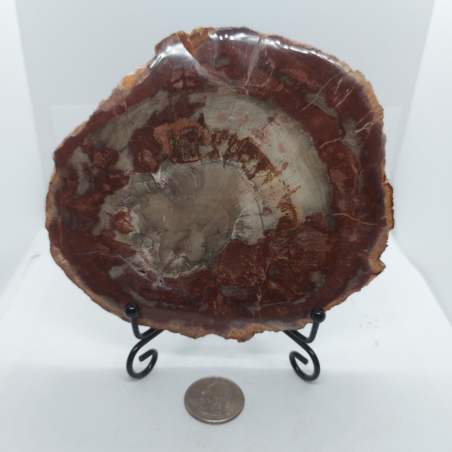 Large Petrified wood Slice