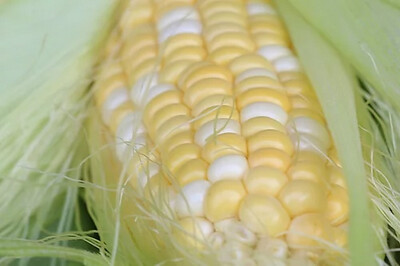 Sweet Corn Cameron Highlands 金马仑玉米