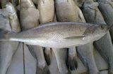 سمك النويبي 
 Silvery Croaker