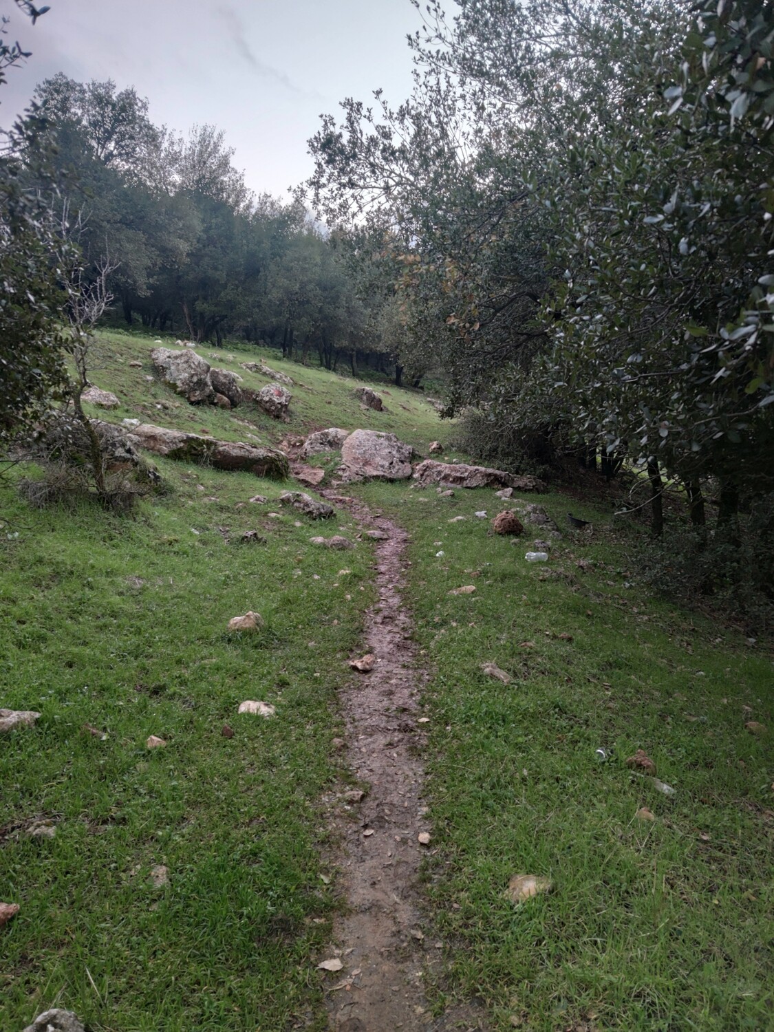 ZOUBIA FOREST HIKE