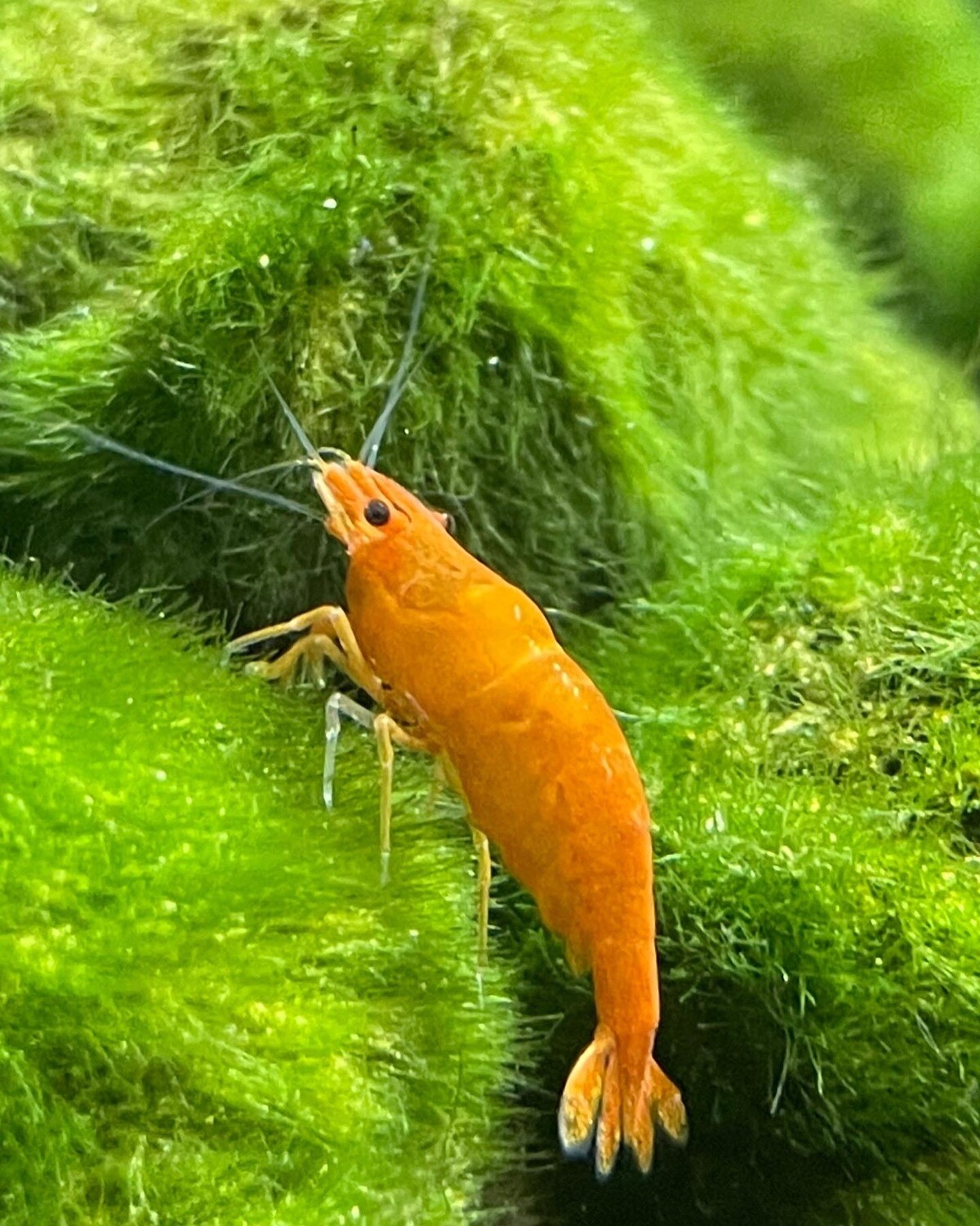 Orange Sakura Sunkist Garnele