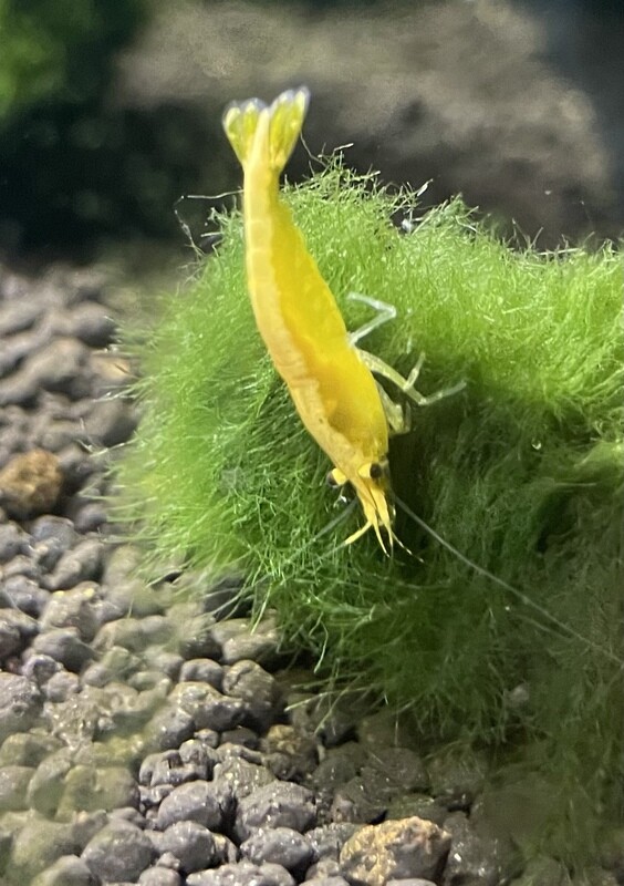 Yellow Fire Neon Garnele