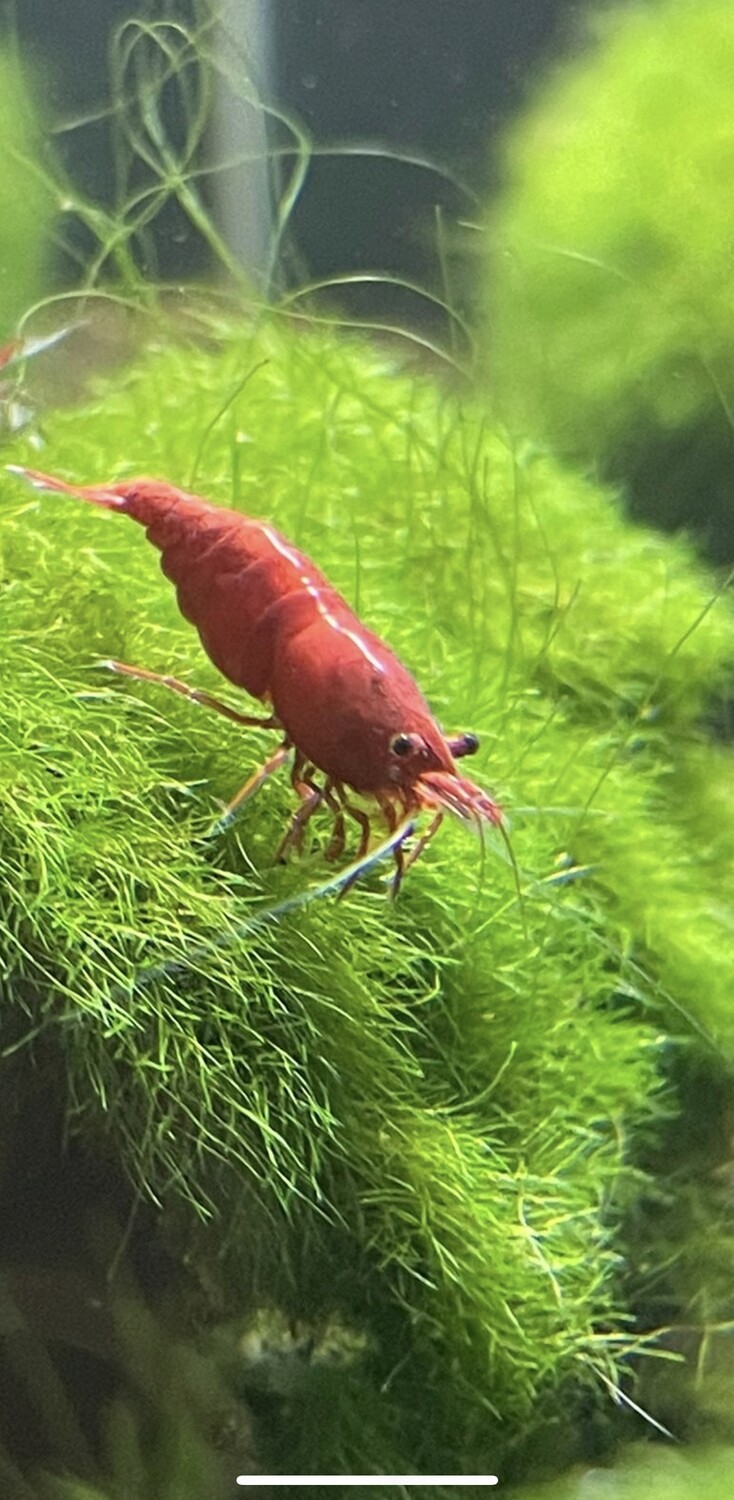 Red Sakura Garnele