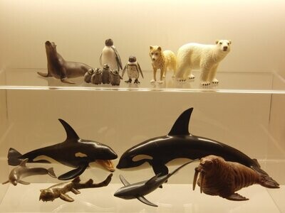 Tiere der Arktis, Antarktis und des Meeres