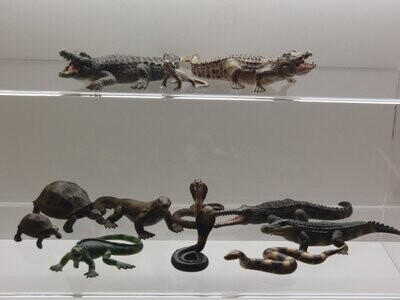 Krokodile, Reptilien und Amphibien