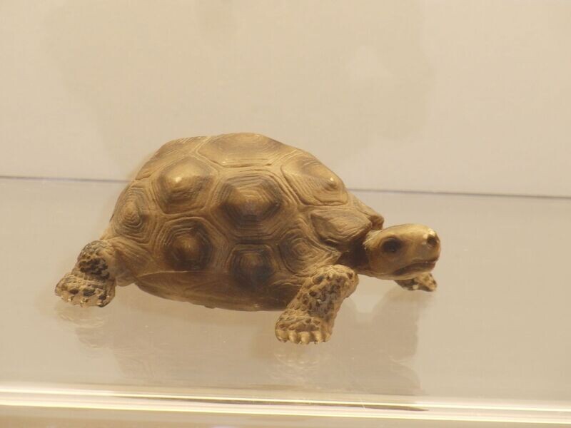 Schleich: 14304 Riesenschildkröte Schleich: 14304 Riesenschildkröte