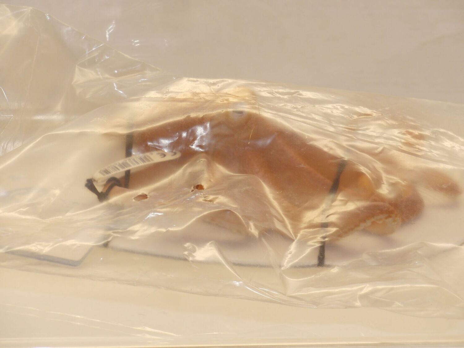 Schleich: 16085 Riesenkrake 1:32 mit Fähnchen und Kärtchen org. verpackt