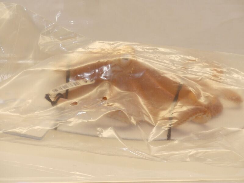 Schleich: 16085 Riesenkrake 1:32 mit Fähnchen und Kärtchen org. verpackt Schleich: 16085 Riesenkrake 1:32 mit Fähnchen und Kärtchen org. verpackt