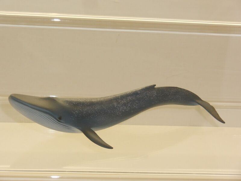 Schleich: 14696 Blauwal