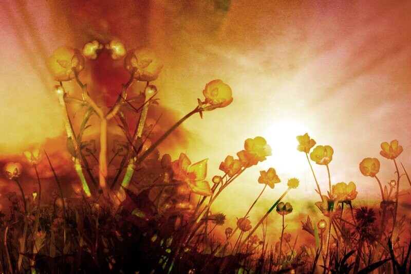 Nature vanaf €275,00