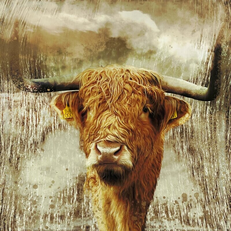 AbstractHighlandCow
