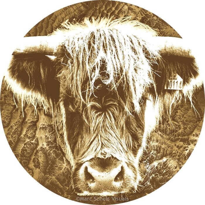 HighlandCow2R