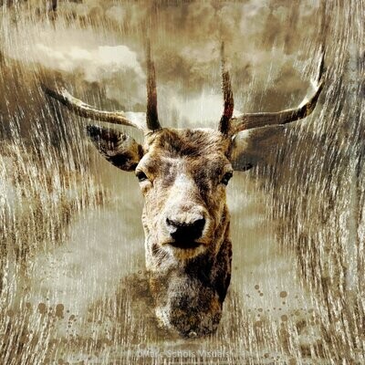 AbstractDeer