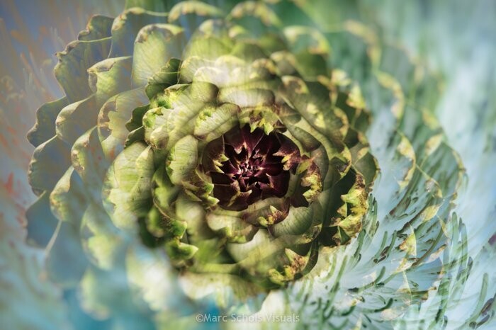 Artichoke