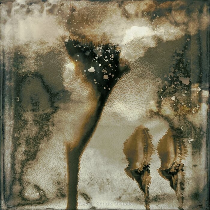 Calla2Mono
