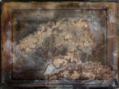 Flowerpower01a Flowerpower01a