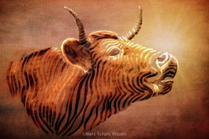Limousin!