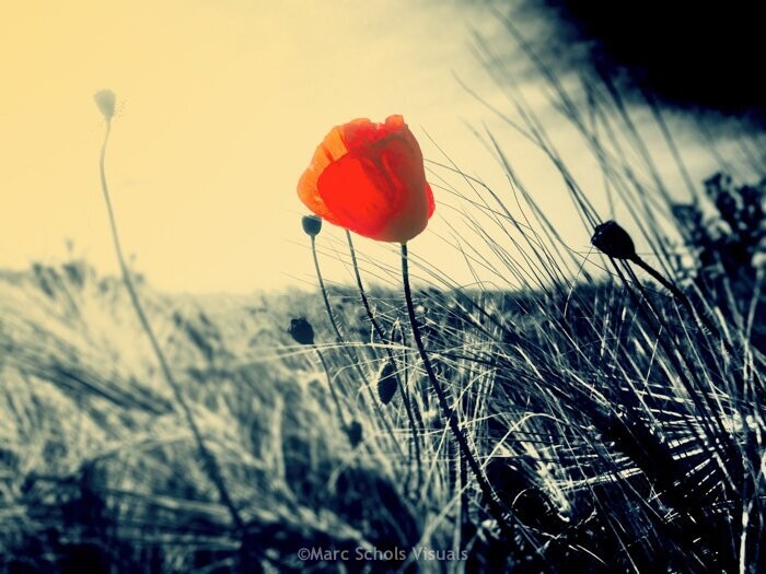 RedRoseSunset