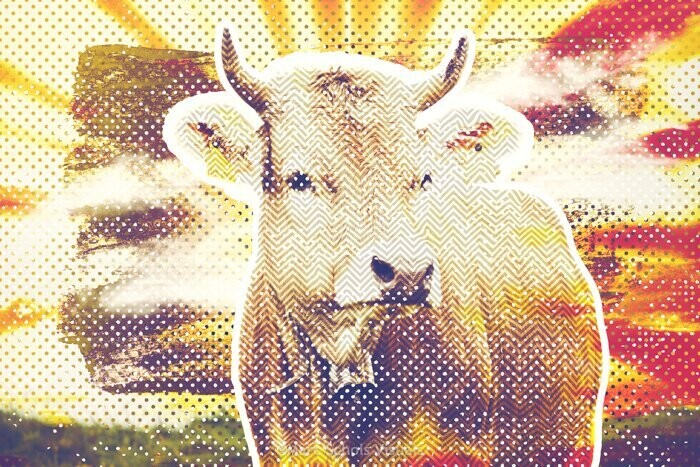 ColorfulCow
