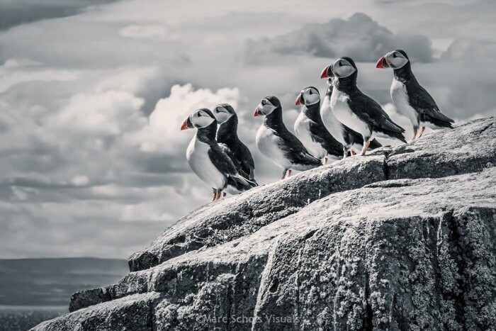 Puffin Watchout