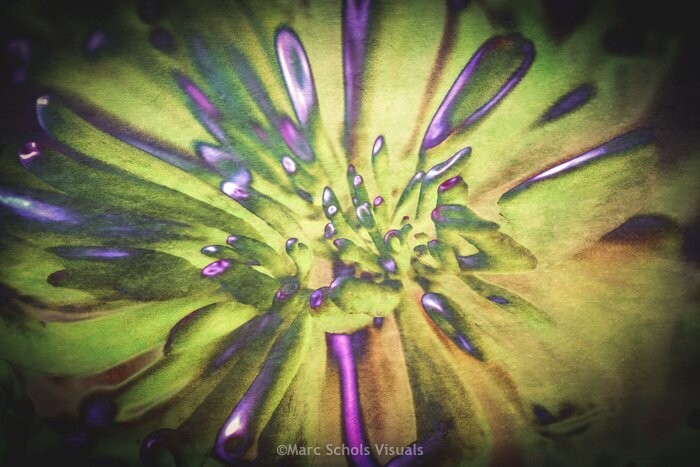 Abstract Flower