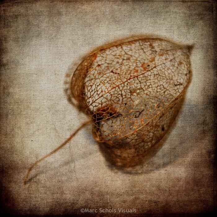 Papaver #1