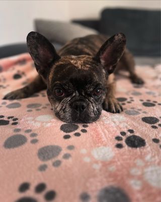 Hundedecken