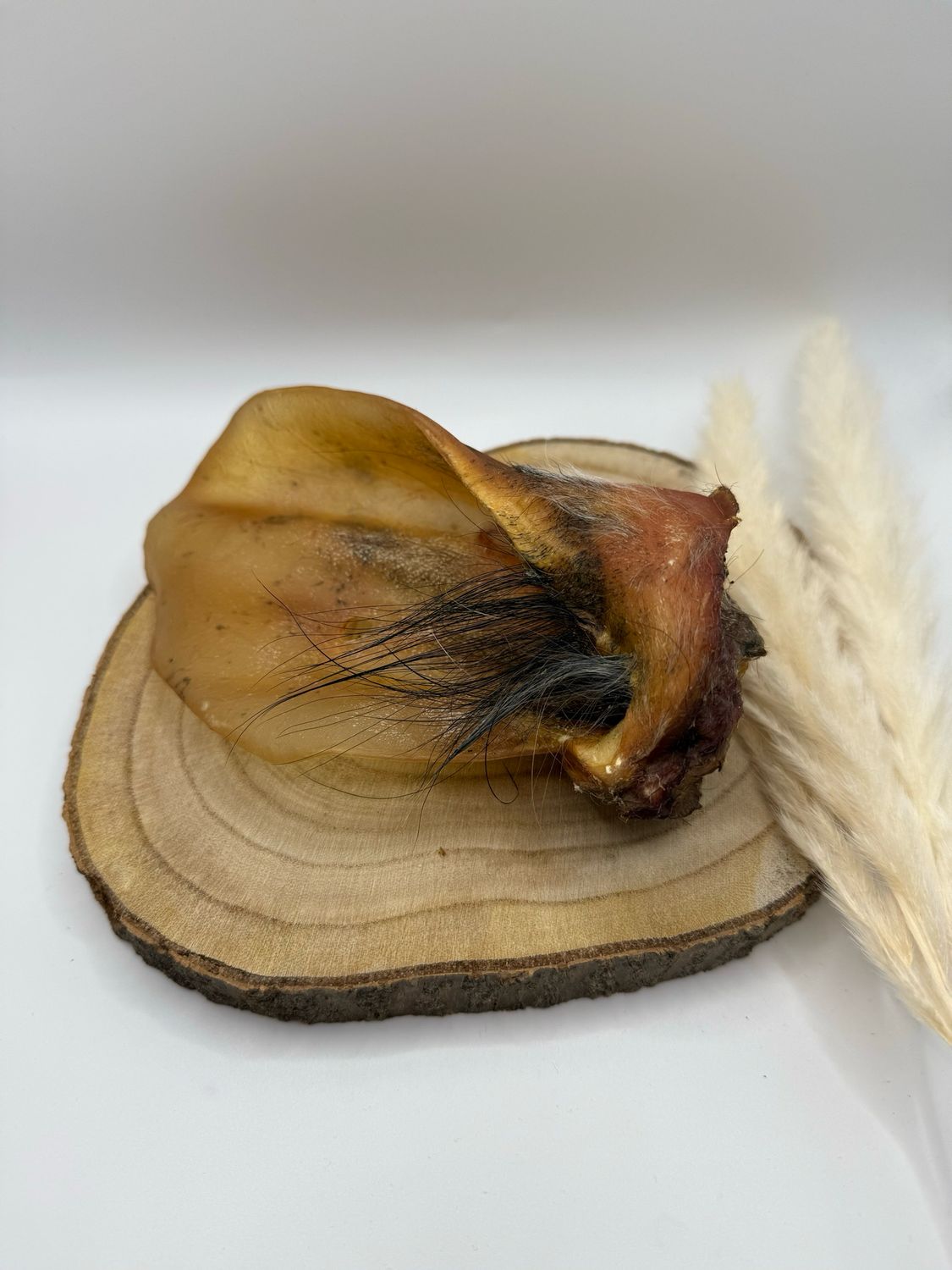 Rinderohr mit Muschel Rinderohr mit Muschel