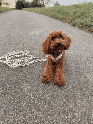 Kleine Fellnasen Leinen 