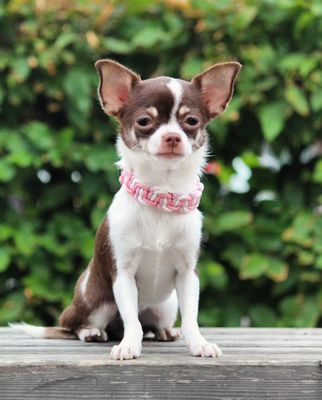 Kleine Fellnasen Halsbänder