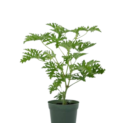 Aroma Citronela