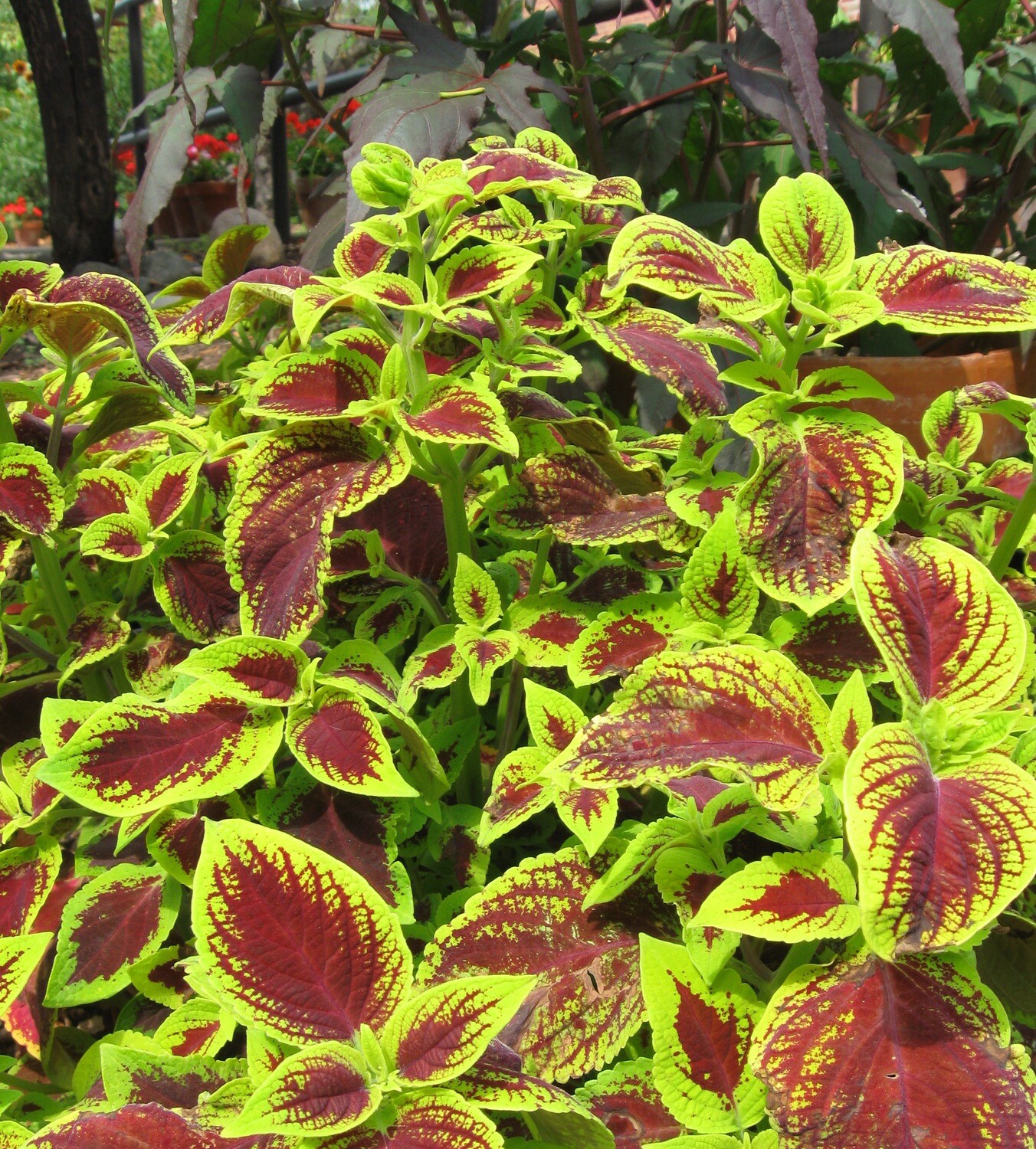 Mixed Color Coleus