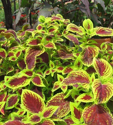 Mixed Color Coleus