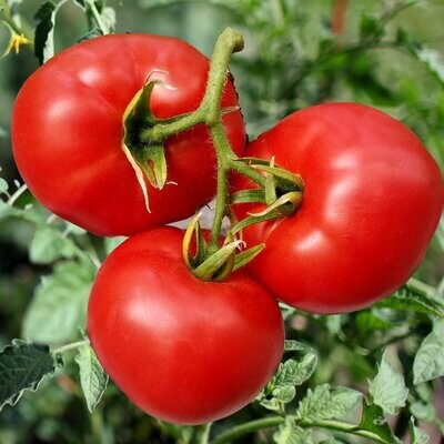 Vine Ripe Tomatoes