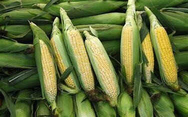Non GMO - Bi Color Sweet Corn