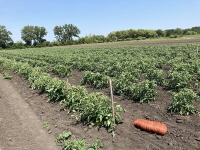 Small Tomatoes