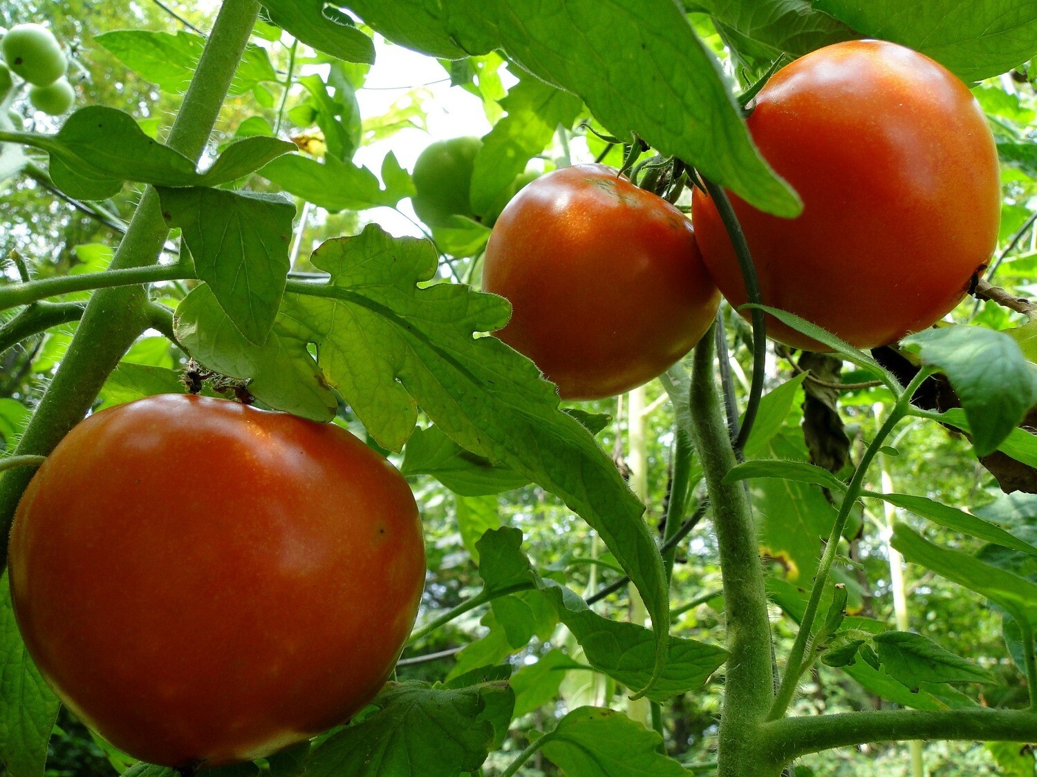 Canning Tomatoes