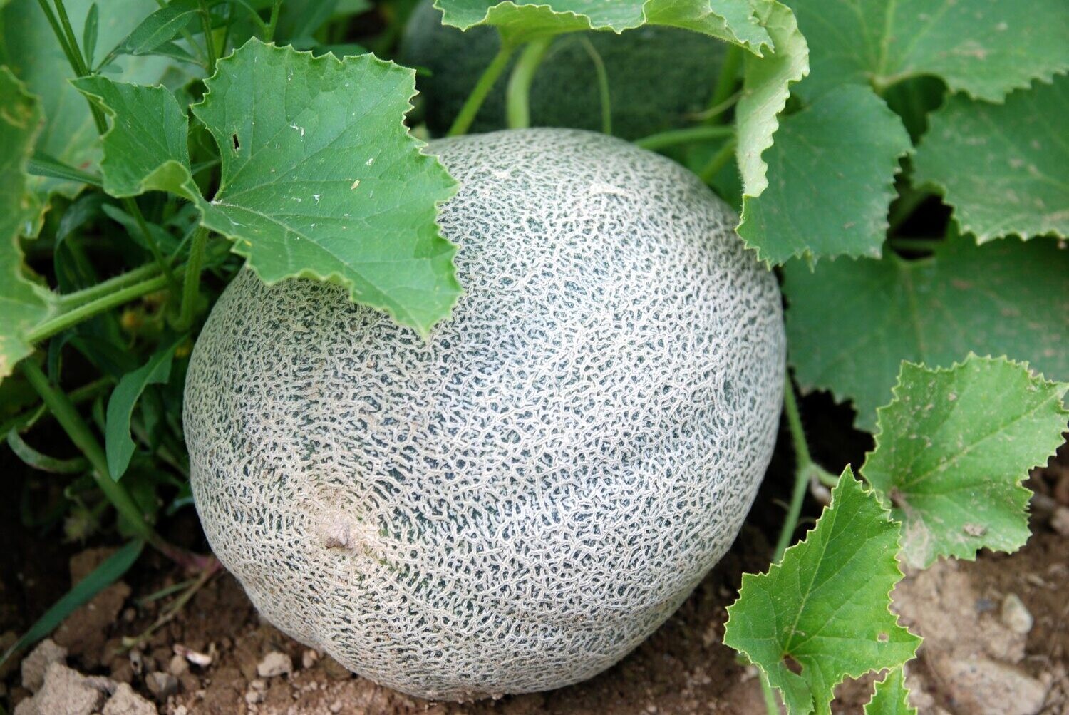Cantaloupes (Melons)