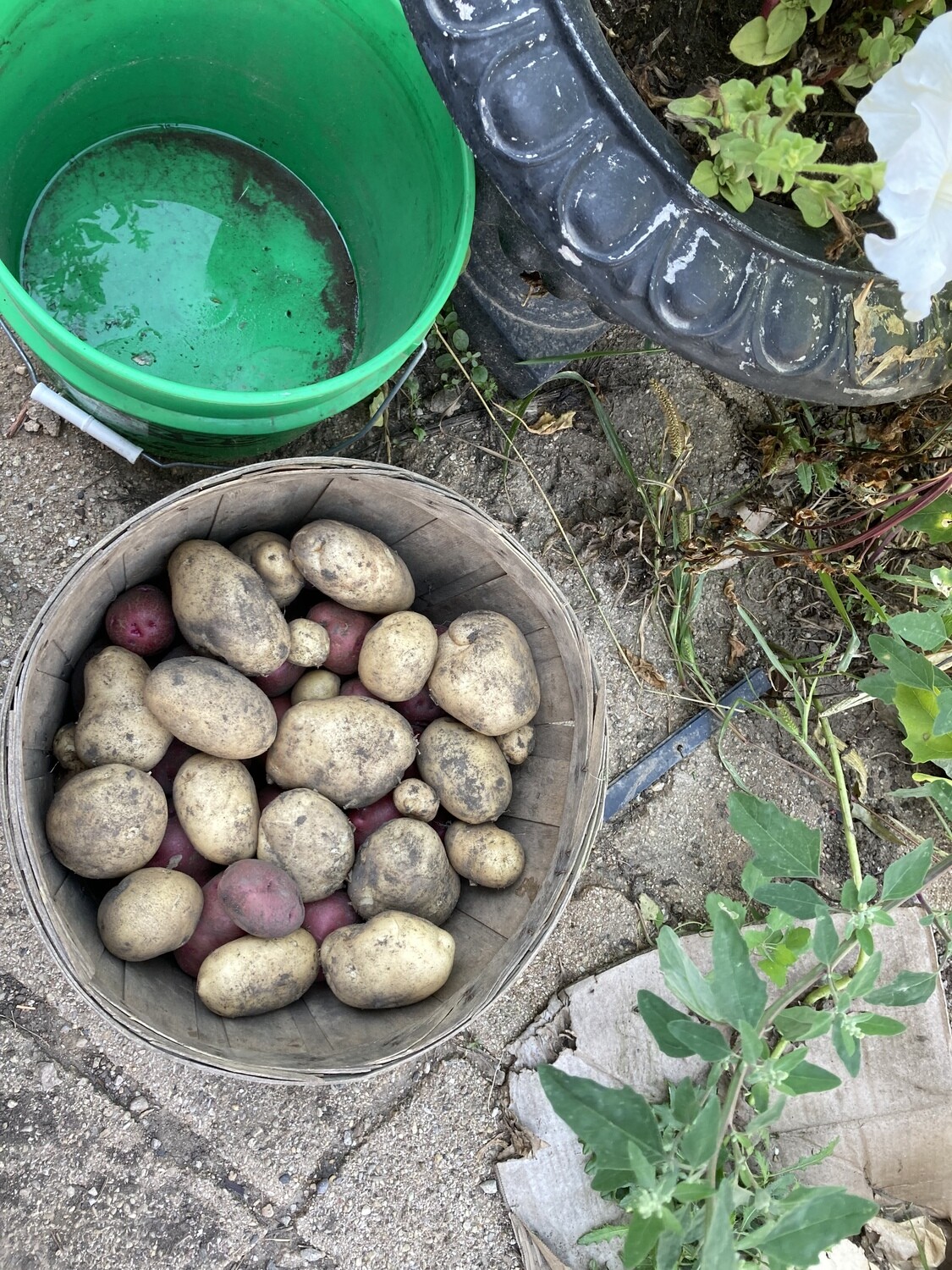 White salad Potatoes - 3 Lb. Bags