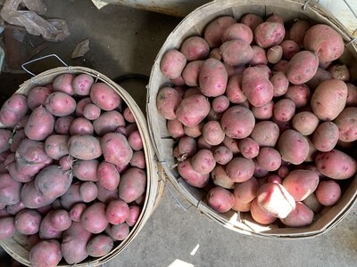 Red potatoes