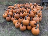 Pie Pumpkins