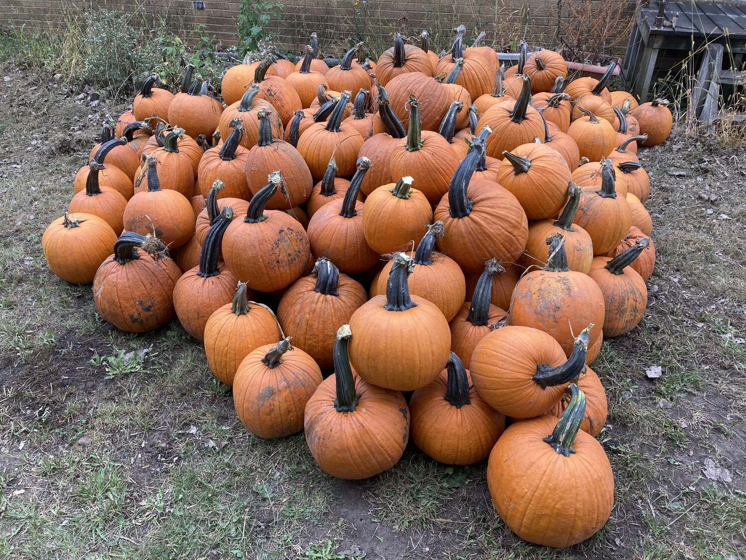 Pie Pumpkins