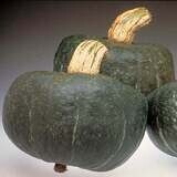 Buttercup Squash