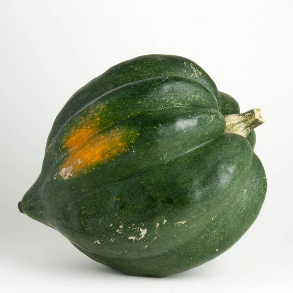 Winter Acorn Squash