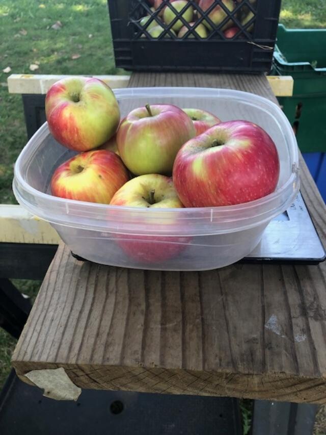 Cortland Apples - 3 Lbs